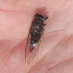 Atrapsalta encaustica