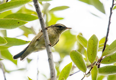 Phylloscopus borealis