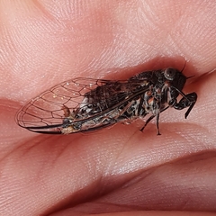 Atrapsalta encaustica