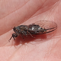 Atrapsalta encaustica