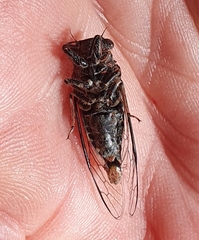 Atrapsalta encaustica