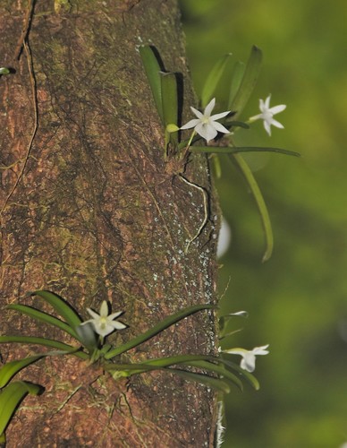 Angraecum cucullatum image