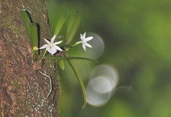 Angraecum cucullatum image