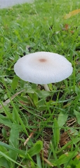 Leucoagaricus