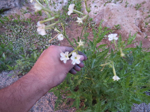 Image of Nicotiana noctiflora by (c) Agustín Zarco, some rights reserved (CC BY)