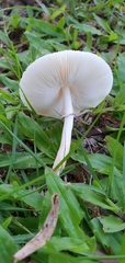 Leucoagaricus