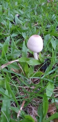 Leucoagaricus