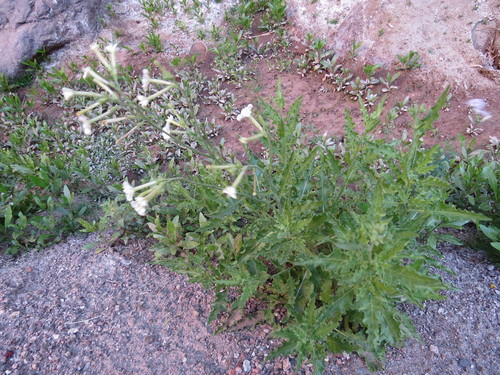 Image of Nicotiana noctiflora by (c) Agustín Zarco, some rights reserved (CC BY)