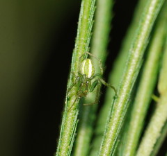 Araneus ginninderranus