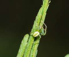 Araneus ginninderranus