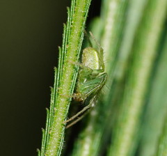 Araneus ginninderranus