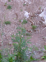 Junellia crithmifolia