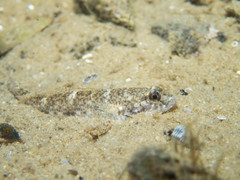 Yellowspotted Sandgoby photo 4