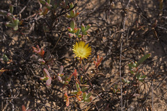 Lampranthus glaucus