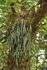 Haplopteris ensiformis