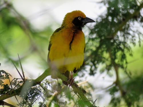 Speke's Weaver (Ploceus spekei), photo 7