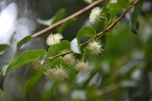 Aphloiaceae image