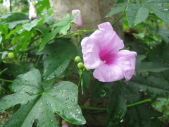 Ipomoea mauritiana