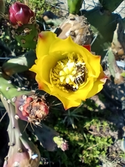 Cephalocolletes isabelae