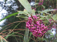 Callicarpa tikusikensis