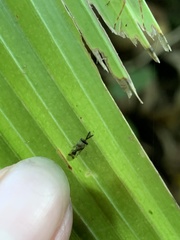 Eucharitidae