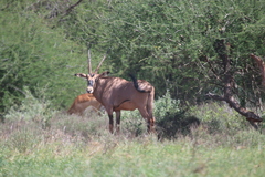 Oryx beisa callotis