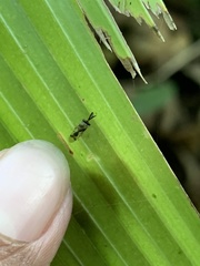Eucharitidae