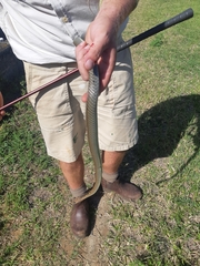 Psammophis mossambicus