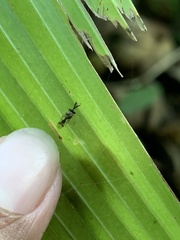Eucharitidae
