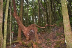 Agarista salicifolia