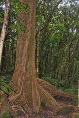 Syzygium borbonicum