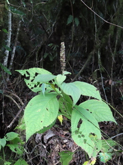 Comanthosphace formosana