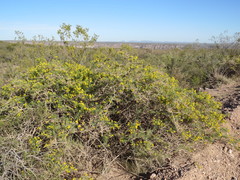 Senecio subulatus erectus