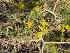 Senecio subulatus erectus