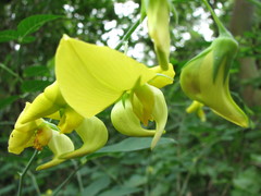 Crotalaria laburnifolia