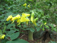 Crotalaria laburnifolia