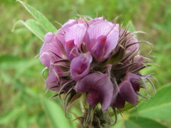 Flemingia trifoliata