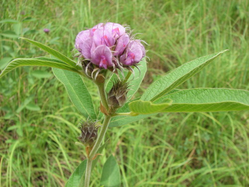 Flemingia involucrata
