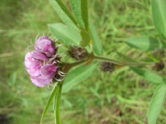 Flemingia trifoliata