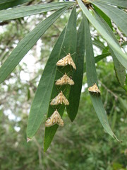 Tetrernia teminitis