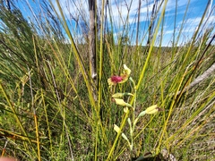Calochilus grandiflorus