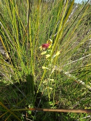 Calochilus grandiflorus