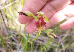 Calochilus grandiflorus