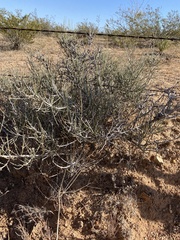 Ephedra antisyphilitica