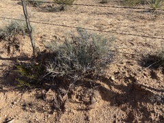 Ephedra antisyphilitica