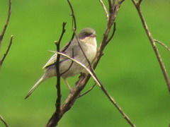 Microspingus cinereus
