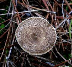 Lentinus substrictus