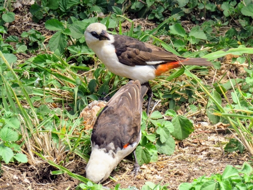 White-headed Buffalo Weaver (Dinemellia dinemelli), photo 6