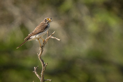 Spiziapteryx circumcincta