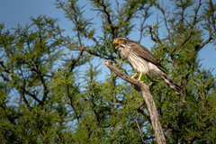 Spiziapteryx circumcincta